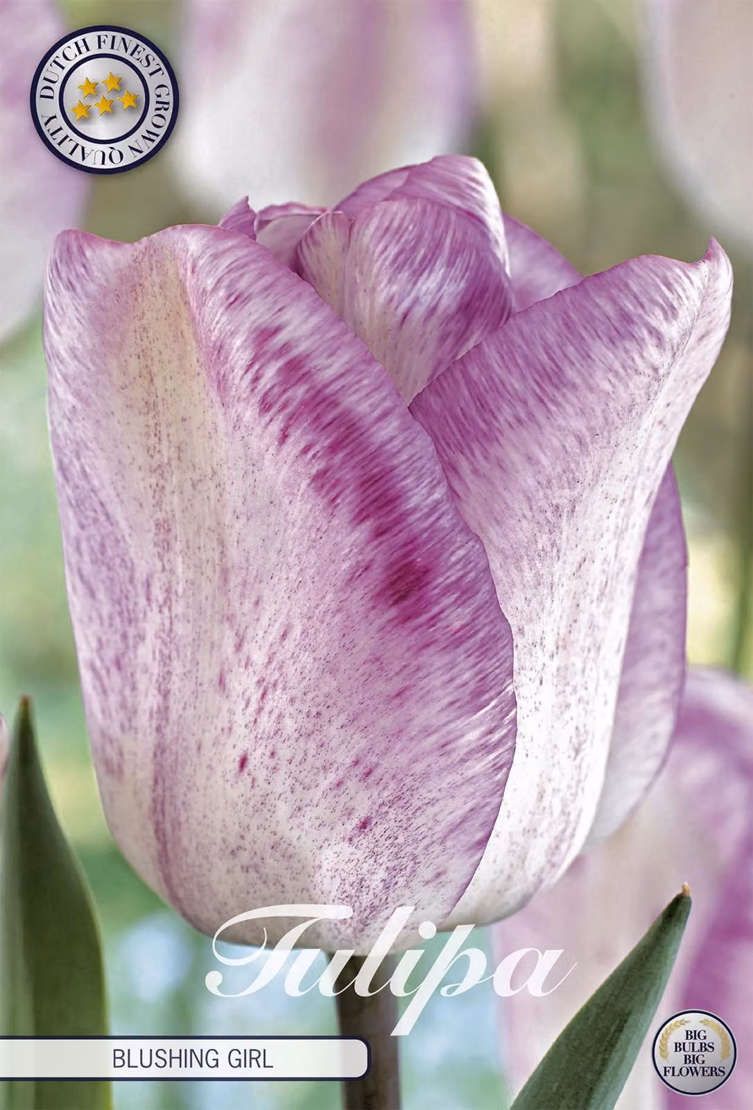 Tulipano Blushing Girl (7 bulbi) | Bulbi di tulipano di Sam van Schooten