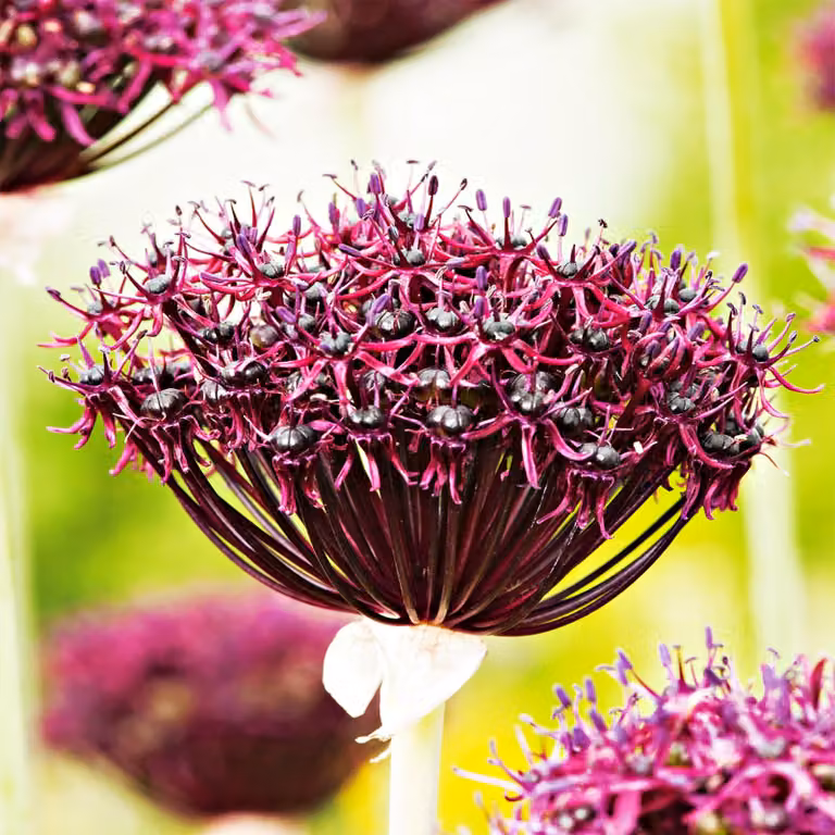 Bulbi da fiore Bulbi Porro ornamentale Allium Atropurpureum 3 pz.