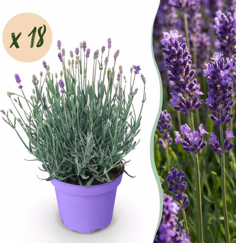 Lavandula angustifolia Munstead - Lavanda - Difficile - Viola - 18 piante - 20-25cm - Ø12cm - Pianta da giardino