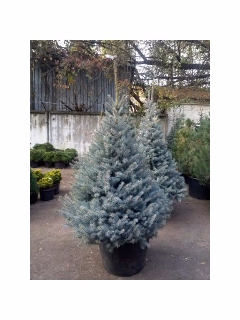 Abete costeriano Abies concolor Vivaio Garden Forest per esterno, H: 70-80 cm – 2