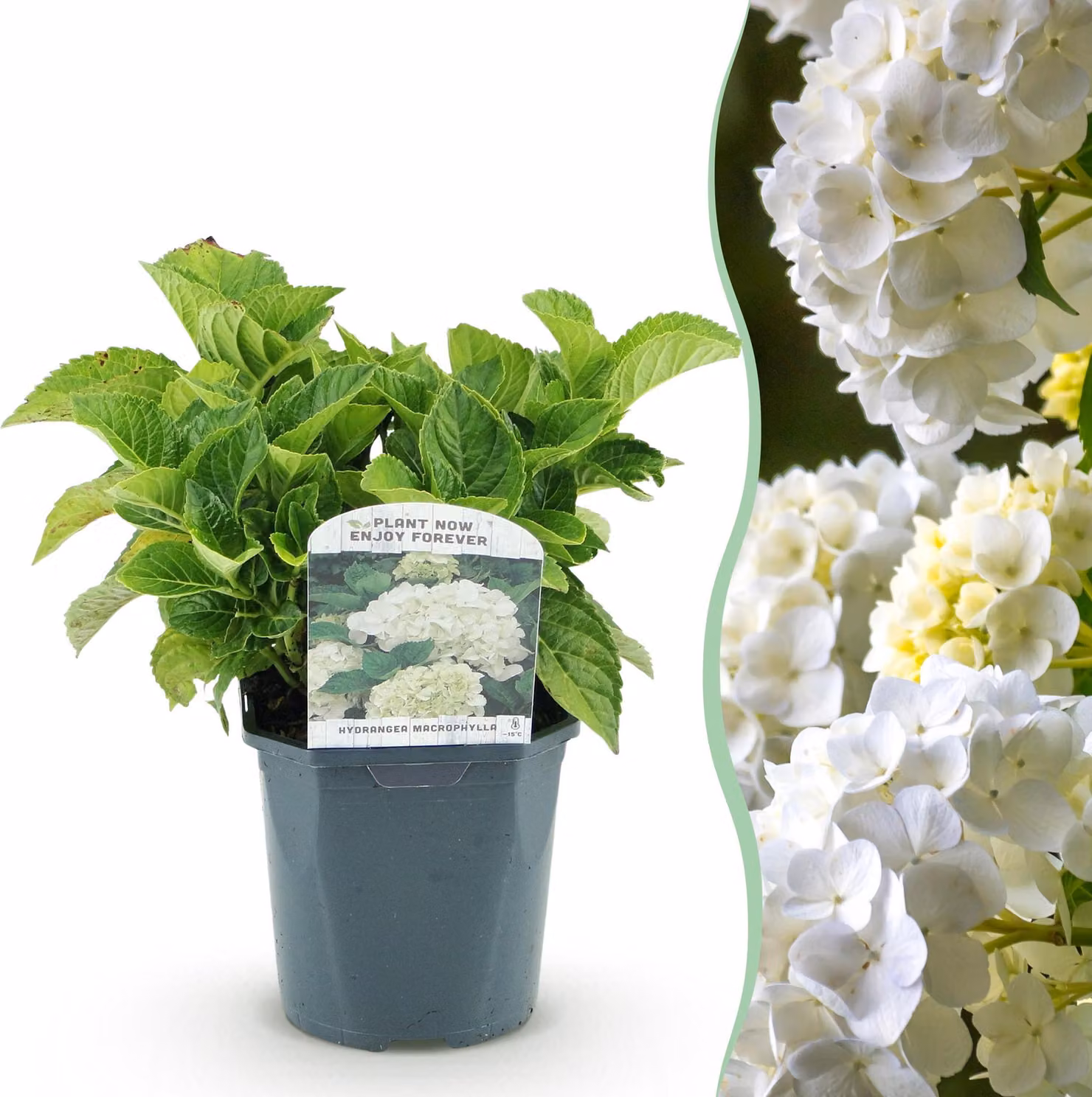 Ortensia - Hydrangea macrophylla Blu - Fiore bianco - 1 Pianta - Decidua - Bassa manutenzione - 30cm - Ø18cm - Pianta da giardino