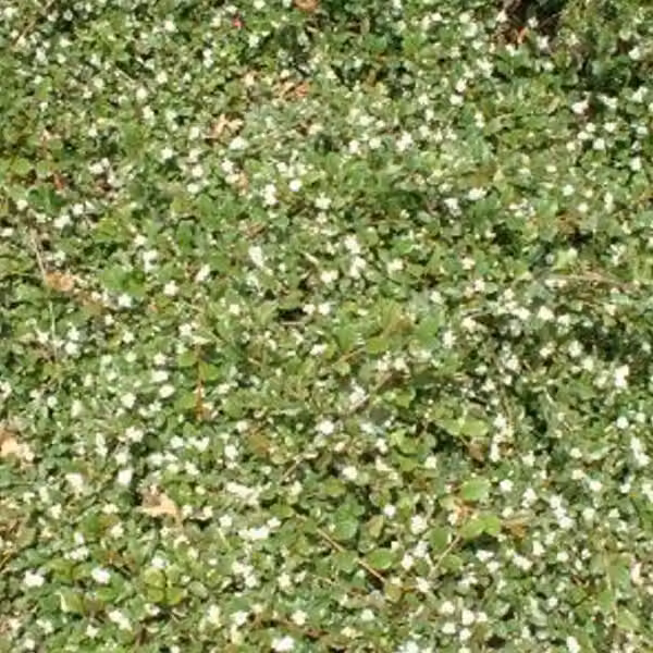 2 piante di Cotoneaster dammeri 'Major' (pianta tappezzante) | Altezza: 20-30 cm, in vaso