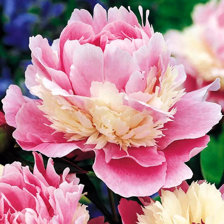 Paeonia Peonia piantina Sorbet 1 pz Peonie piantine Profumate
