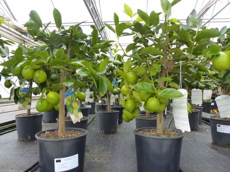 Caipi Limette Caipirinha vero albero di lime Citrus Lime 70 - 90 cm pianta di agrumi