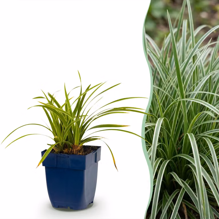 Carex morrowii Ice Dance - Carice giapponese - A foglia perenne - Verde-crema - 12 piante - 15-25cm - Ø11cm - Pianta da giardino
