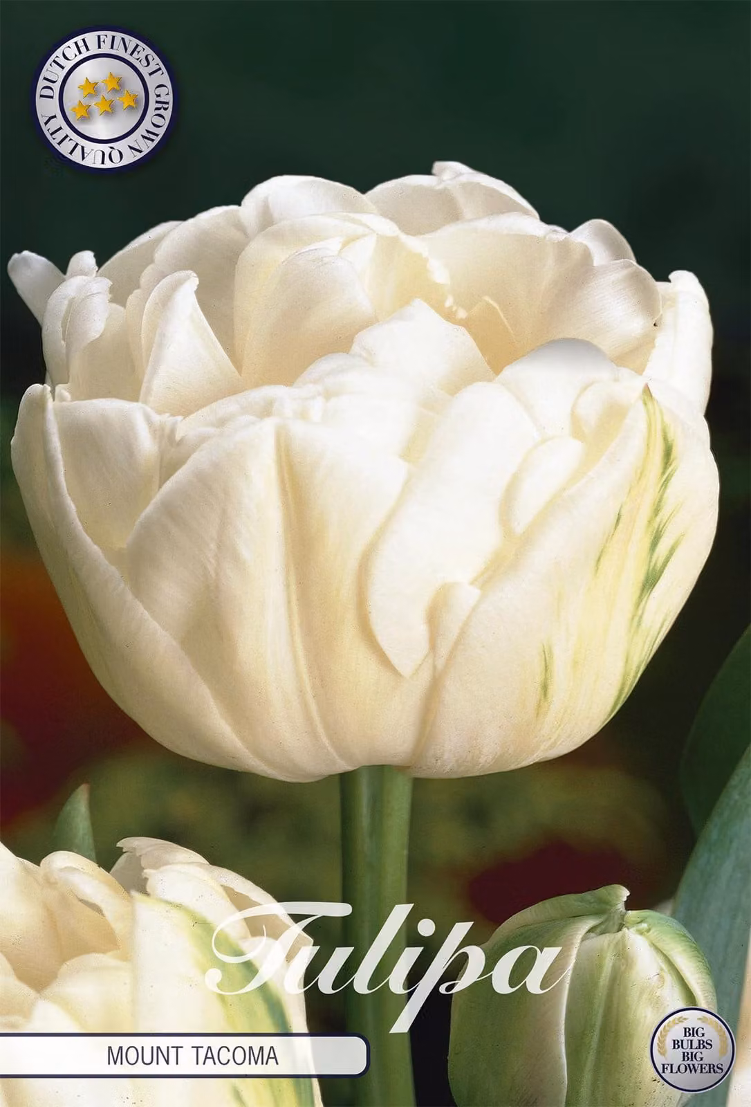 Tulipano Mount Tacoma (7 bulbi) | Bulbi di tulipano di Sam van Schooten