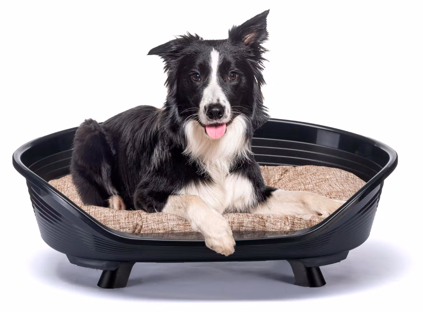 Cuccia per cani e gatti Ferplast con cuscino in cotone, cuccia rialzata per cani, taglia media