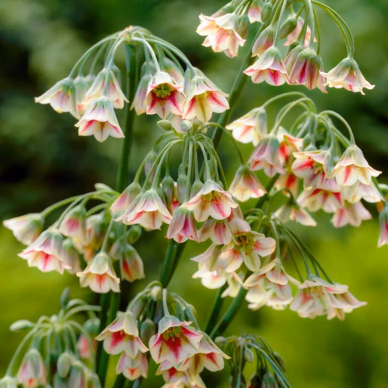 Cipolle di Allium resistenti al freddo, perenni - Nectaroscordum Siculum - 5 bulbi da fiore - Cipolle di Allium Giganteum - Piante provenienti dall'Olanda, adatte per giardino e vaso (bulbi grandi, senza semi, non trattati artificialmente)