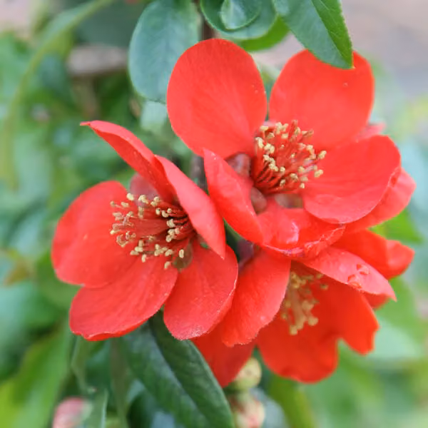2 piante di Chaenomeles superba 'Crimson And Gold' | Altezza: 30-40 cm, in vaso