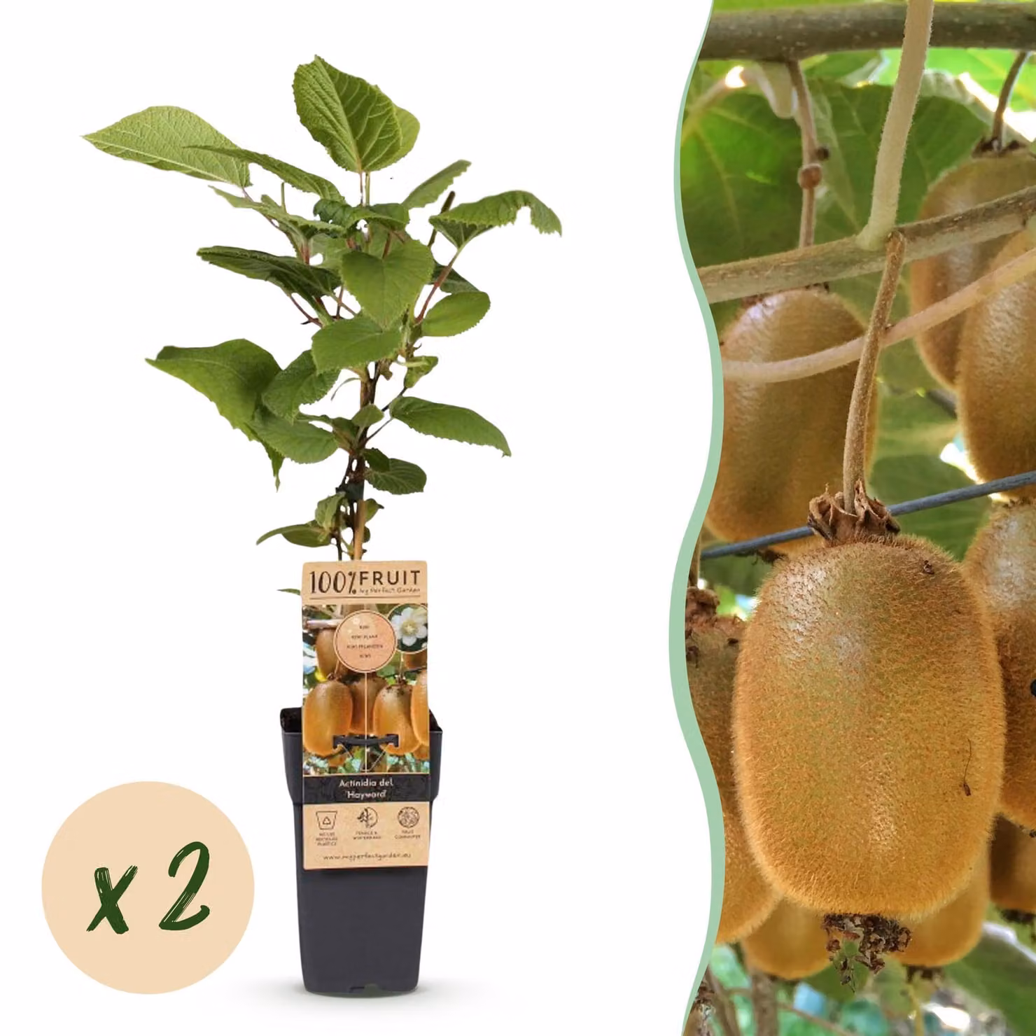 Acitinidia deliciosa Hayward - Pianta di kiwi - Femmina - Frutto verde - 2 piante - 40-50cm - Ø15cm - Pianta da giardino
