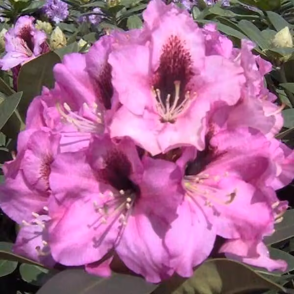 Rhododendron 'Kokardia' | 40-50 cm, in vaso