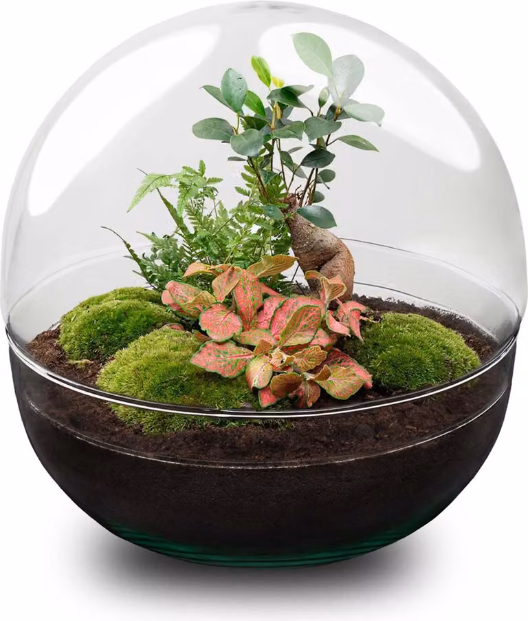 Kit fai da te per giardino in bottiglia Dome XL - Terrario Ø30cm x H30cm