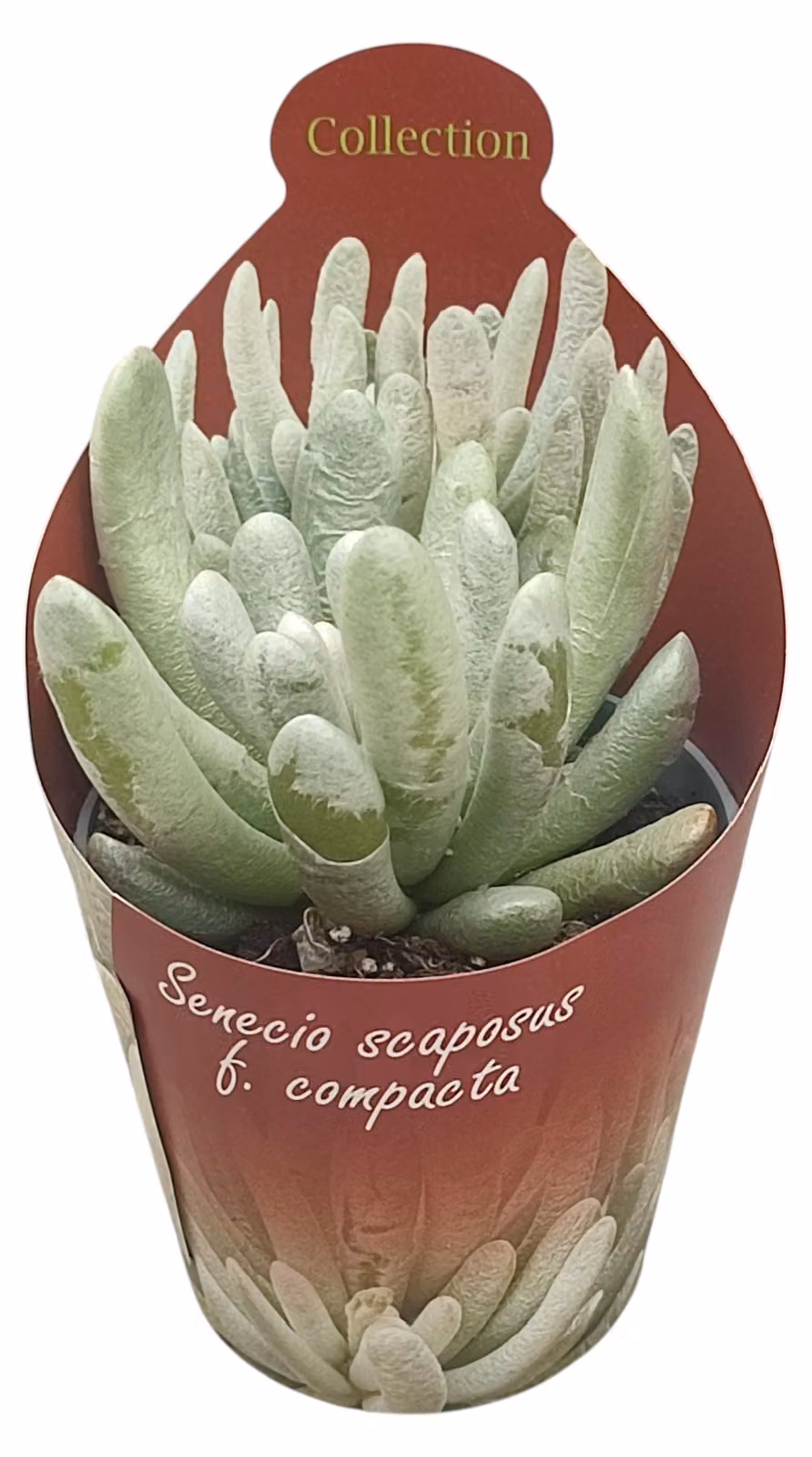 Senecio scaposus compactum - Albero d'argento - Rarità - 6,5cm vaso - 15cm alto