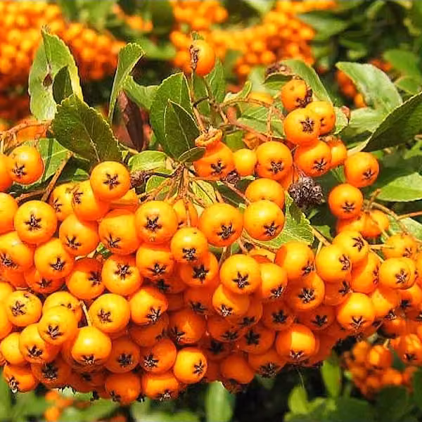 2 piante di Pyracantha 'Golden Charmer' | Altezza: 60-80 cm, in vaso