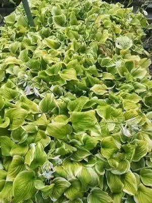 6 x Hosta hybr. 'Fragrant Bouquet' - Hosta - vaso 9 x 9 cm x 9 cm