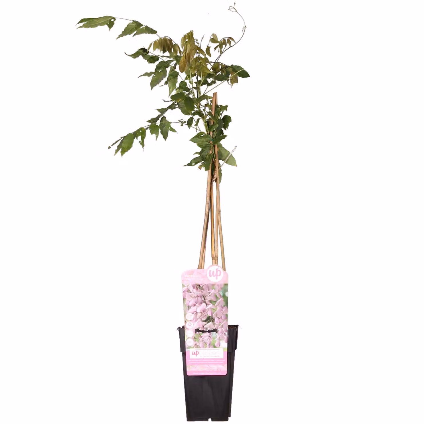 Glicine Floribunda 'Rosea' - ↨65Cm - Ø15