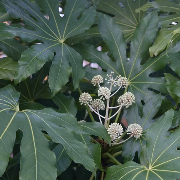Zimmeraralie - Fatsia japonica | 40-60 cm, in vaso