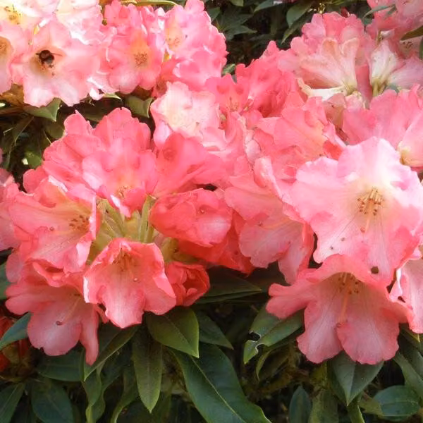 Rhododendron 'Surrey Heath' | 25-30 cm in vaso