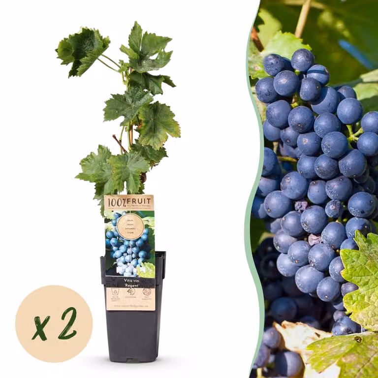 Pianta da frutto - Uva blu - Vitis vinifera Regent - 2 piante - 40-50cm - Ø15cm - Pianta da giardino