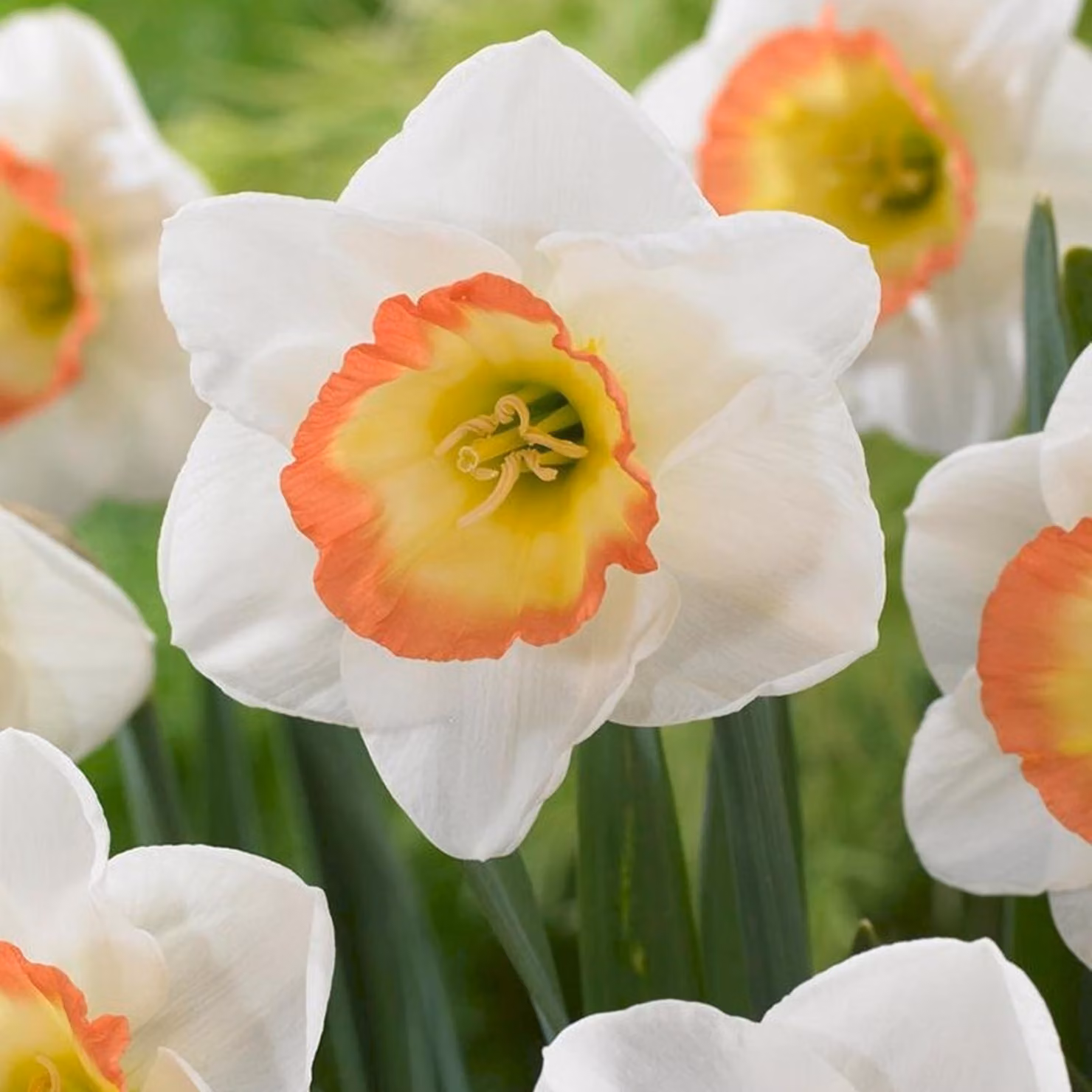 Bulbi di giunchiglia Bulbi di fiori Narcisi a larga Cappello notturno 5 pz.