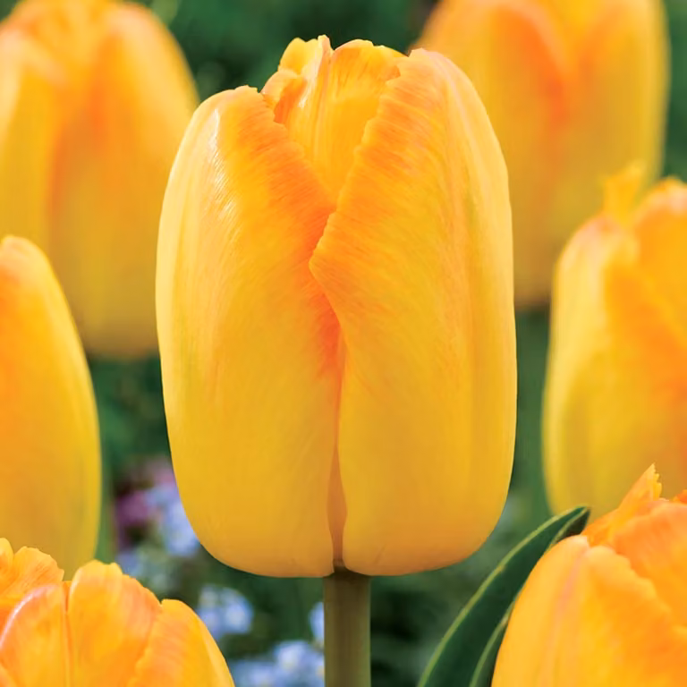 Tulipani Bulbi Fiori Darwin Tulipano Giallo Pride 5 pz.