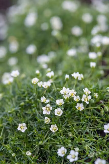 Sagina subulata (erba da pascolo) 10-25cm, Ø9cm, 60 piante, sempreverde