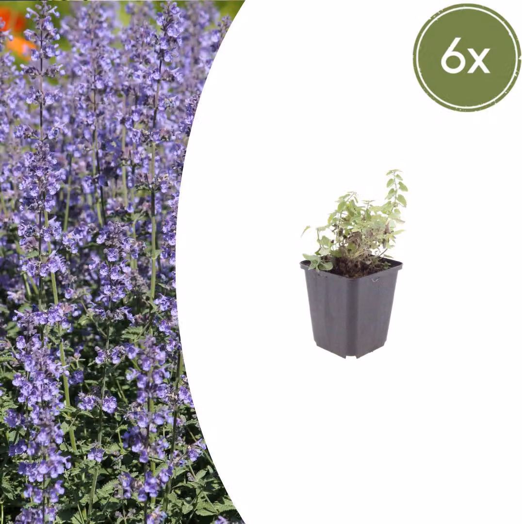 Nepeta 'Grol' | 6 pezzi - 10-25cm - Ø9cm - Pianta da giardino