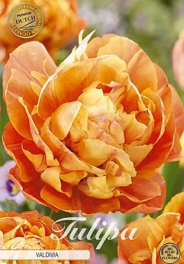 Tulipani Valdivia (7 pezzi) | Bulbi di tulipano di Sam van Schooten