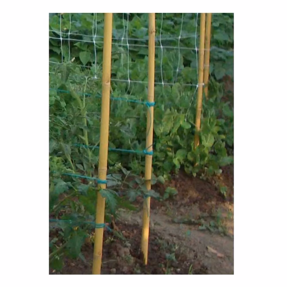 Set di 50 tutori in bamboo VERDEMAX marrone per piante e orto, diametro 22-24 mm, Altezza: 240 cm – 2
