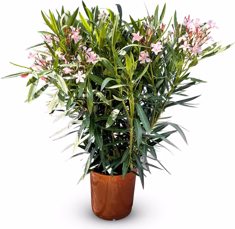 Albero del sole - Pianta - Oleandro - Nerium Oleander - Colore rosa - Altezza 100-120 cm - Pianta da esterno - Sempreverde in inverno - Pianta mediterranea