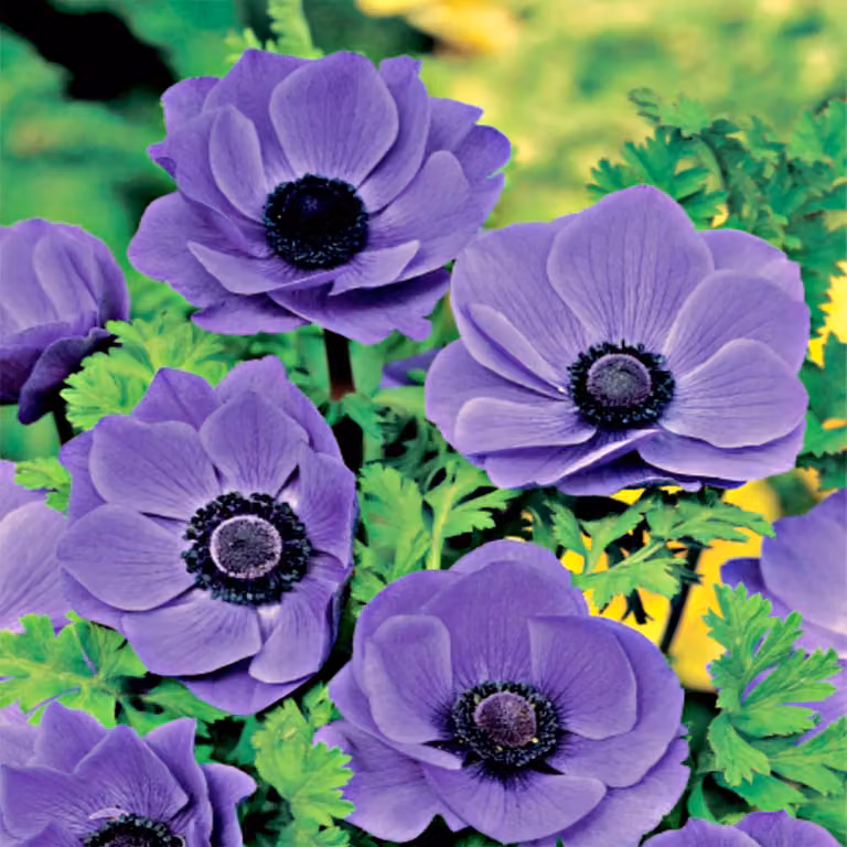 Anemone Singolo Mr. Fokker 10 pz Bulbi di anemone