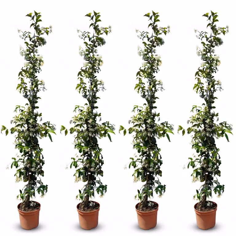 Sunny Tree - Gelsomino toscano - Rampicante - 4 pz - Pianta da esterno - Resistente a -18 - Trachelospermum Jasminoides - 160 cm