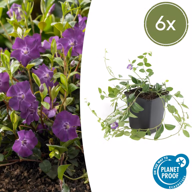 Vinca minor 'Atropurpurea' | 6 stuks - 10-25cm - Ø9cm - Pianta da giardino - Multideal