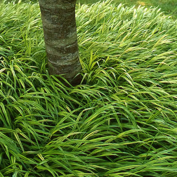 6 piante di erba giapponese di montagna (Hakonechloa macra) | Vaso da 9x9 cm