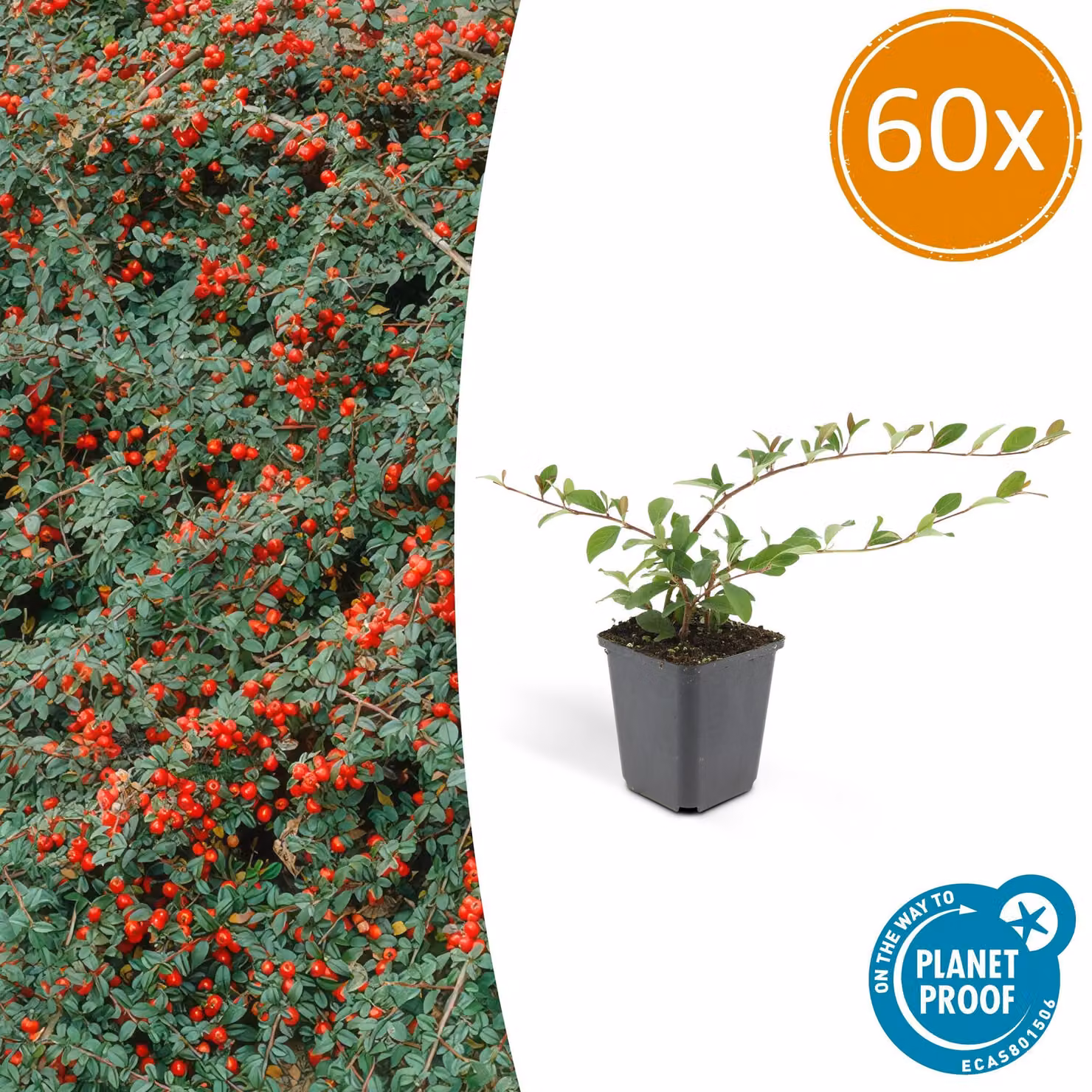 Cotoneaster dammeri 'Major' | 60 pezzi - 10-25cm - Ø9cm - Pianta da giardino