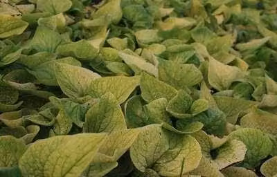 6 x Brunnera macr. 'Dianes Gold' - Nontiscordardime caucasico - vaso 9 x 9 cm
