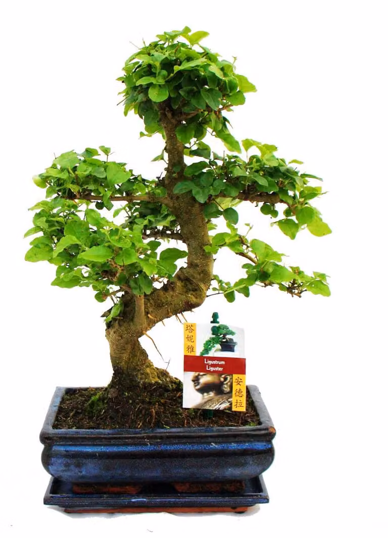 Bonsai ligustro cinese - Ligustrum sinensis - circa 8 anni