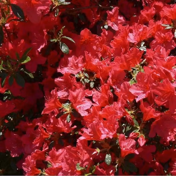 Azalee rosse - Azalea japonica | 25-30 cm in vaso