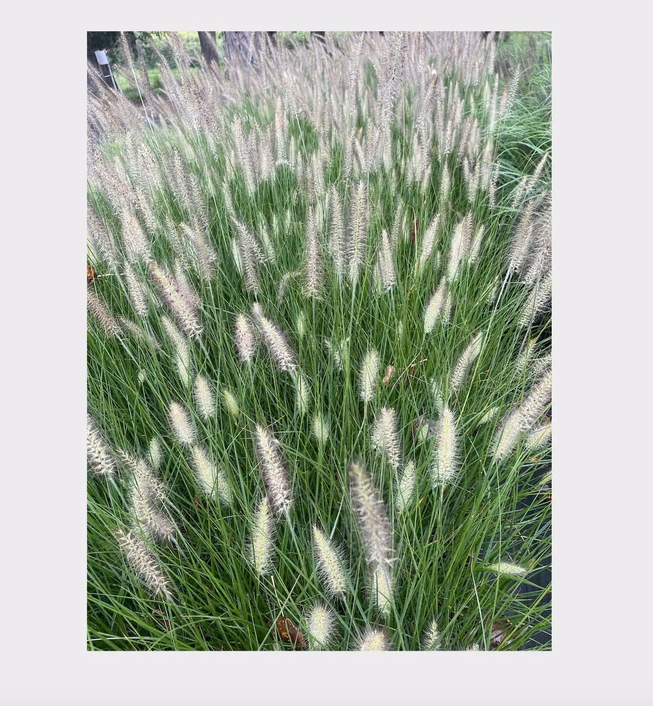 6 x Pennisetum alop. 'Reborn' - Erba lampadata - Topf 9 x 9 cm