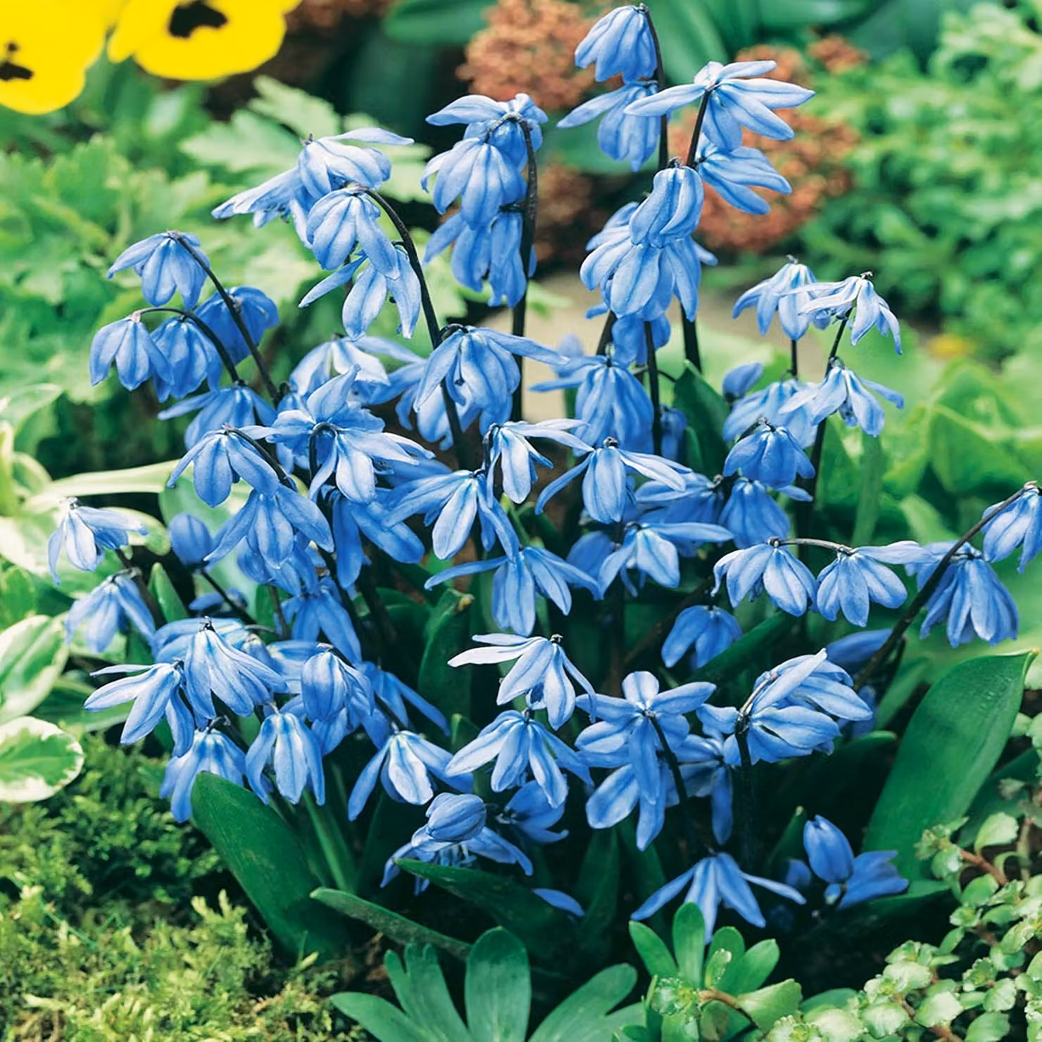 Bulbi di Scilla Bulbi di fiori Stella blu siberiana 5 pz.