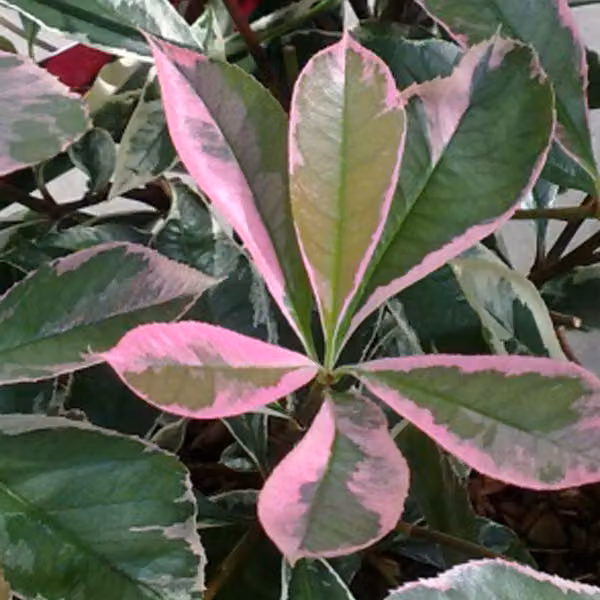 2 piante di Photinia 'Pink Marble' (Glanzmispel), alte 40-50 cm, in vaso