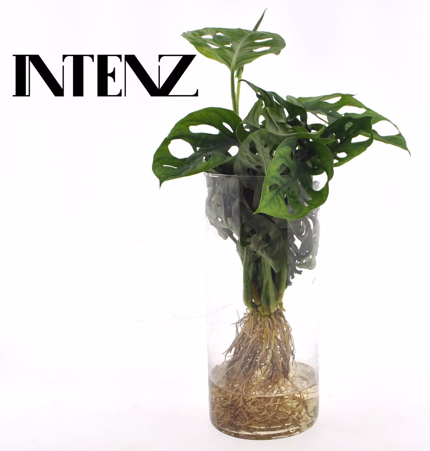Monstera in vetro Cylinder - 25cm - Ø12cm - Pianta d'appartamento - Sempreverde