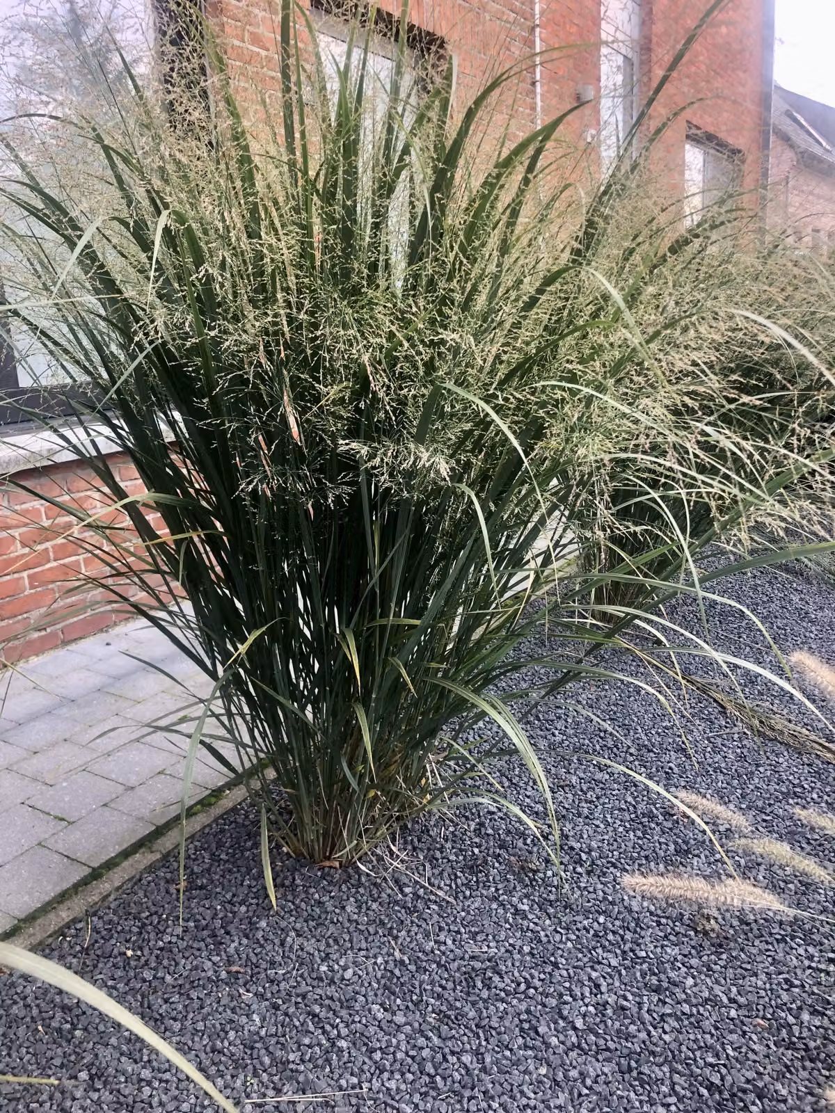 6 x Panicum virgatum 'Northwind' - Fingerhut im 9x9cm Topf