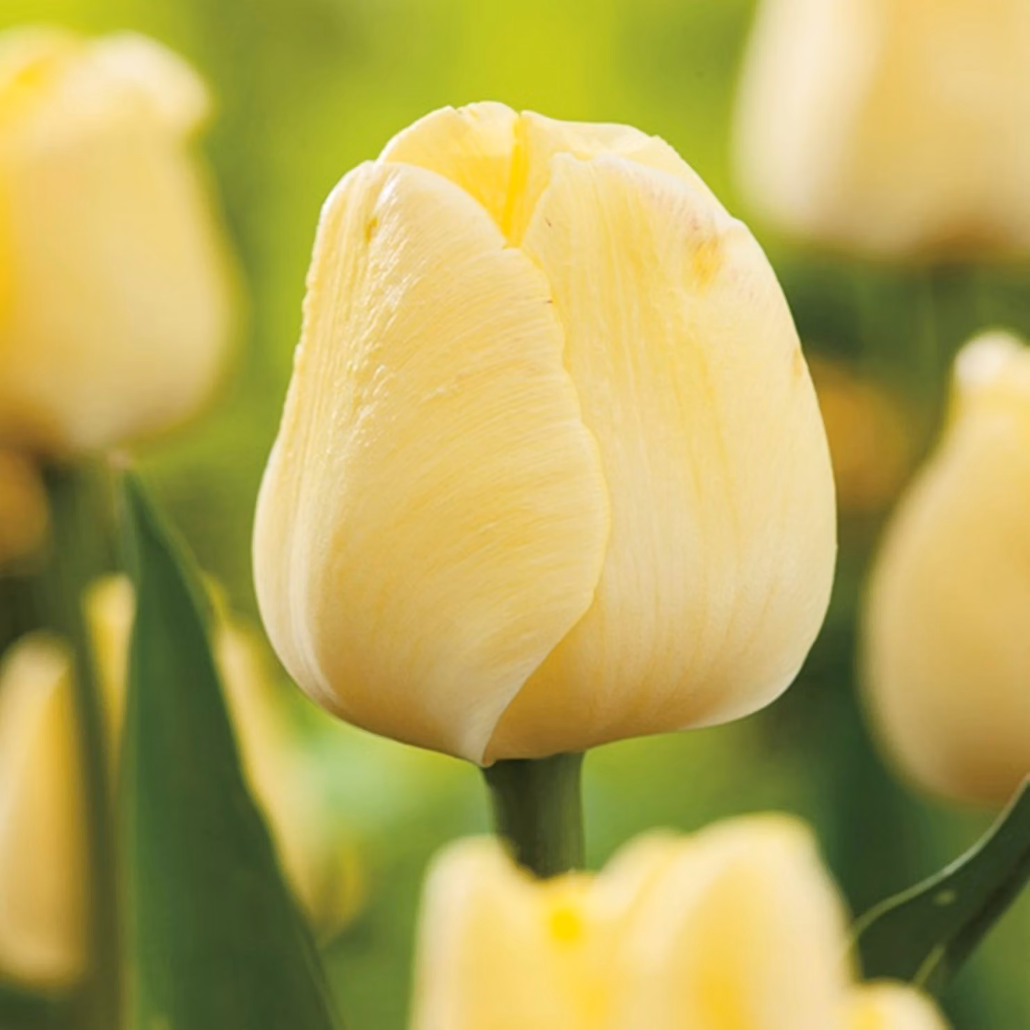 Tulipani Bulbi da fiore Fiori Tulipano Maria Kaczyńska 5 pz.