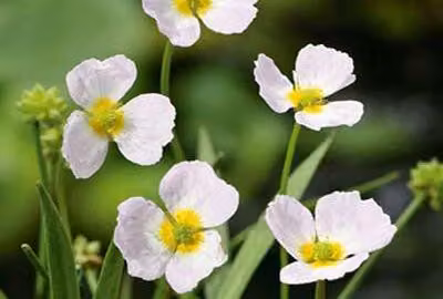 6 x Baldellia ranunculoides - Piccolo occhio d'acqua - vaso 9 x 9 cm