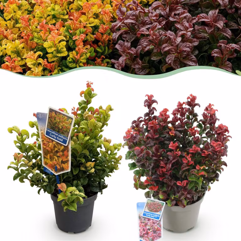 Leucothoe Curly Duo - Giallo e rosso - 2 piante - Sempreverde - Bassa manutenzione - 30-40cm - Ø17cm - Pianta da giardino