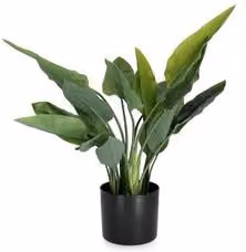 Pianta artificiale Strelitzia verde con 20 foglie Yes Everyday Altezza: 70 cm