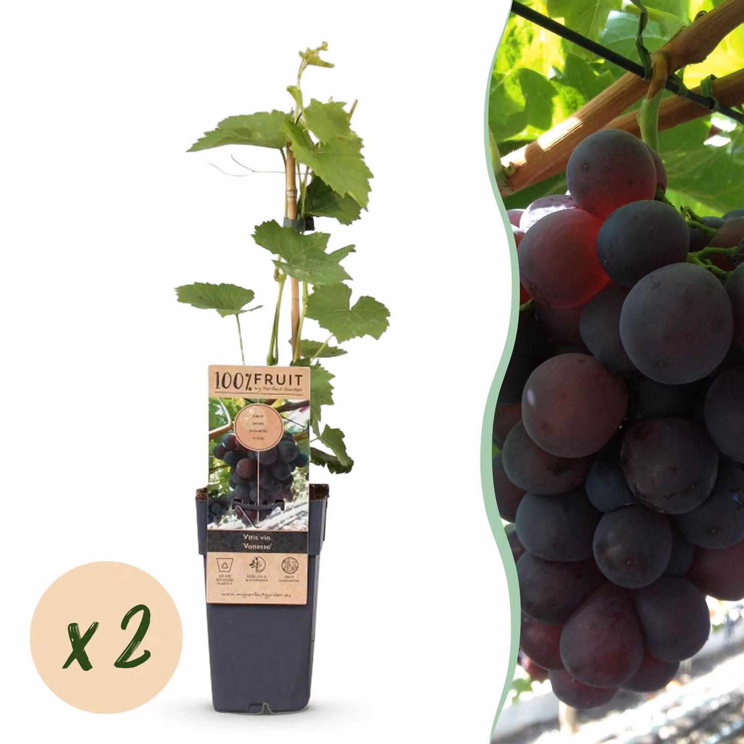 Pianta da frutto - Uva viola - Vitis vinifera Vanessa - Senza semi - 2 piante - 40-50cm - Ø15cm - Pianta da giardino