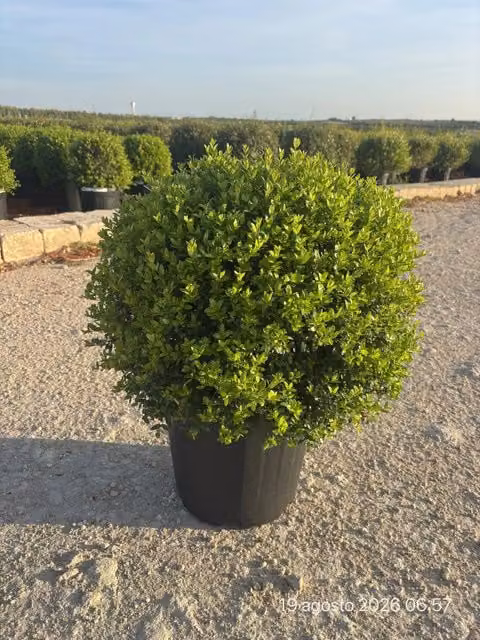 Myrtus Communis Compacta a forma di palla di Vivaio Garden Forest