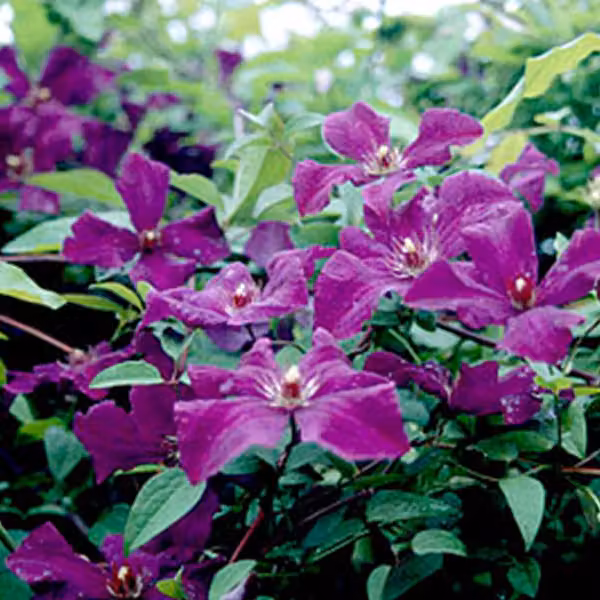 Hello Plants Clematis Viticella Polish Spirit Clematis pianta rampicante - Ø 15 cm - Altezza: 65 cm
